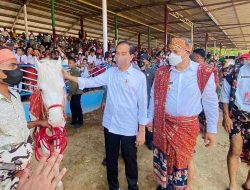 Saat Presiden Jokowi Nonton Pacuan Kuda di Sumba