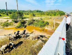 Jokowi: Pembangunan Infrastruktur Harus Perhatikan Kelestarian Lingkungan