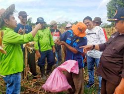 Bupati Barito Timur Hadiri Panen Jagung di Desa Malintut