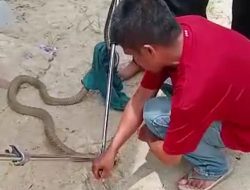 Relawan BPK Samuja dan RGB Evakuasi King Cobra dari WC Warga