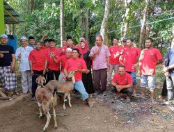 PDIP Barito Timur Kurban 1 Sapi dan 3 Kambing di Ampah Kota