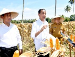 Tinjau Panen Jagung di Boalemo, Presiden Dorong Peningkatan Produksi dan Kesejahteraan Petani