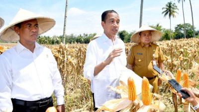 Tinjau Panen Jagung di Boalemo, Presiden Dorong Peningkatan Produksi dan Kesejahteraan Petani