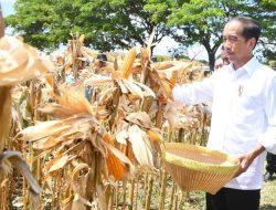 Tinjau Panen Jagung di Sumbawa, Presiden Jokowi Tekankan Pentingnya Keseimbangan Harga