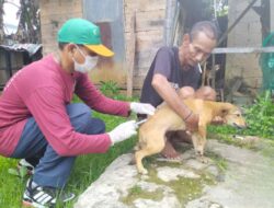 Dinas Peternakan Barito Timur Targetkan Suntik Vaksin Rabies 12.000 Hewan Peliharaan