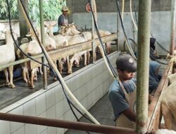 Kambing Perah, Jurus Baru Dukung Persusuan Nasional