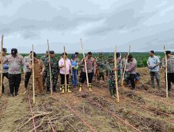 CAA Group Dukung Penanaman Jagung Serentak 1 Juta Hektare