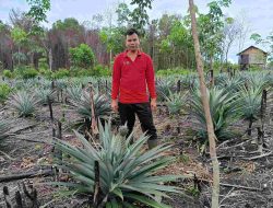 Ketua Karang Taruna Pulau Patai Sukses Ubah Lahan Tidur jadi Kebun Nanas Madu