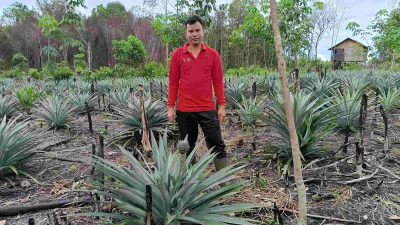 Ketua Karang Taruna Pulau Patai Sukses Ubah Lahan Tidur jadi Kebun Nanas Madu