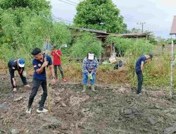 Pemdes Karang Taruna Bambulung Tanam Jagung untuk Bangkitkan Semangat Wirausaha