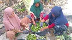 PKK Desa Matabu Produksi 500 Bungkus Keripik untuk Door Prize Jalan Sehat