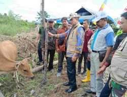Bupati Barito Timur Serahkan 25 Bibit Sapi Bali untuk Lima Kelompok Ternak