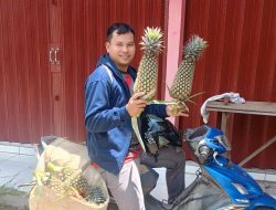 Ketua Karang Taruna Desa Pulau Patai Cuan Rp18 Juta dari Panen Perdana Nanas Madu