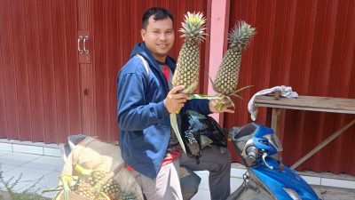 Ketua Karang Taruna Desa Pulau Patai Cuan Rp18 Juta dari Panen Perdana Nanas Madu