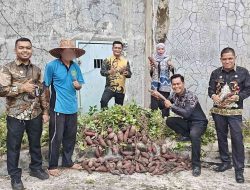 Rutan Tamiang Layang Panen Ubi Jalar, Wujudkan Pembinaan Mandiri dan Ketahanan Pangan