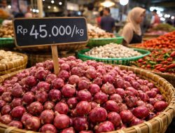 Pasokan dari Bima dan Brebes Tekan Gejolak Harga Bawang Merah di Bartim