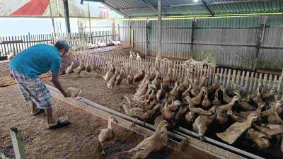 Usia Lima Bulan, Itik Petelur BUMDes Mitra Mandiri Desa Matabu Mulai Berproduksi